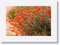 11WahweapHangingGardens 024